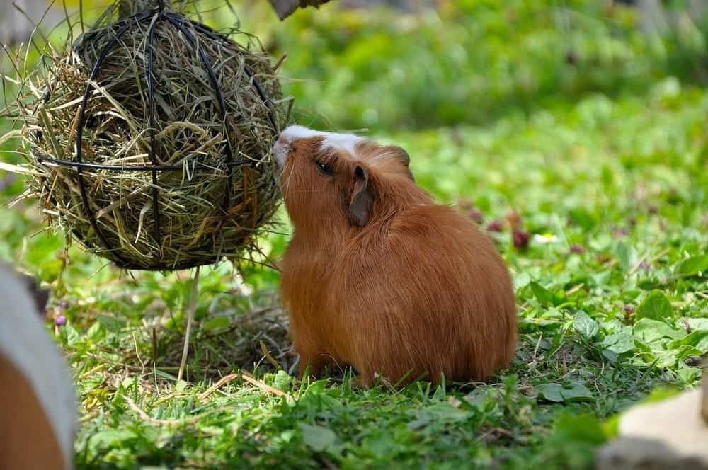 Guinea Pig Eating Hay