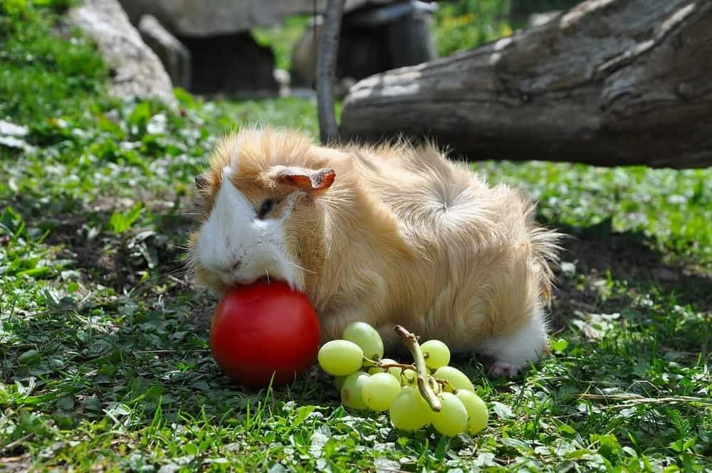 Young Cavy Eating