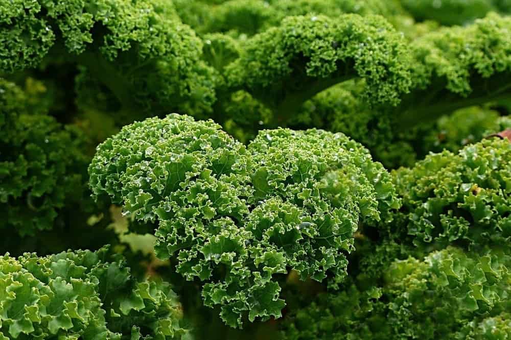 Lots of Kale