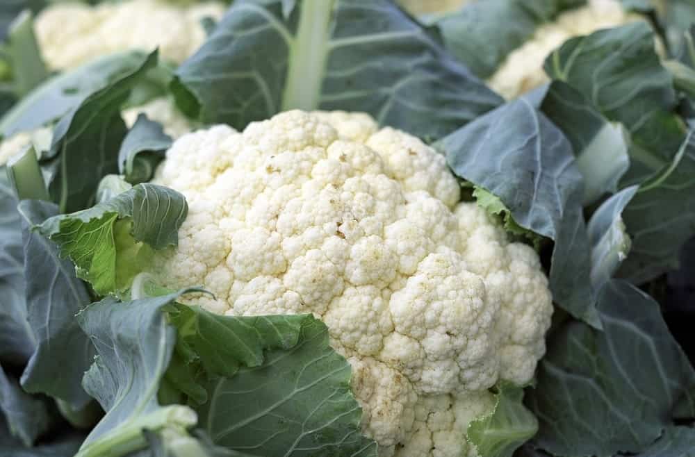 cauliflower with leaf
