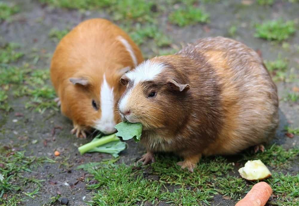 cavies snacking on green leafy vegetables