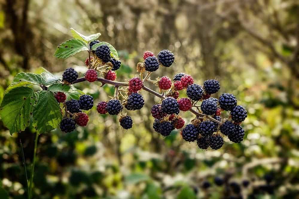 wild blackberries